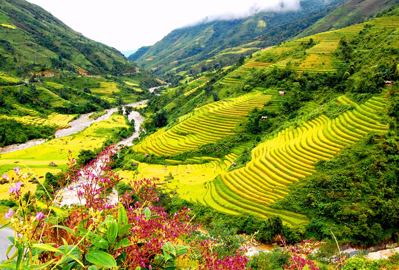 Hình ảnh những cánh đồng quê đẹp miên man bất tận  Giáo dục Việt Nam